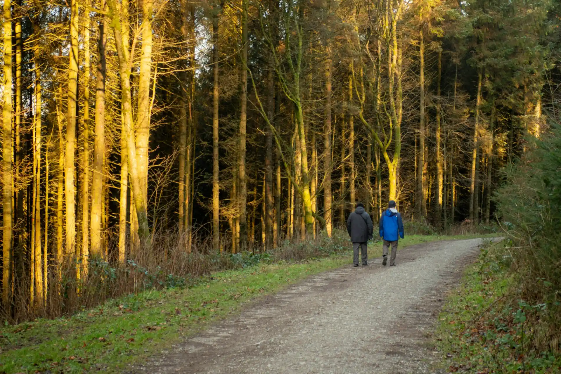 Two people walking a gravel path beside pines lit gold by a low sun